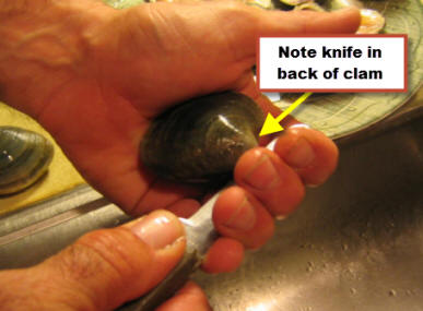 Knife in back of clam, getting ready to open.